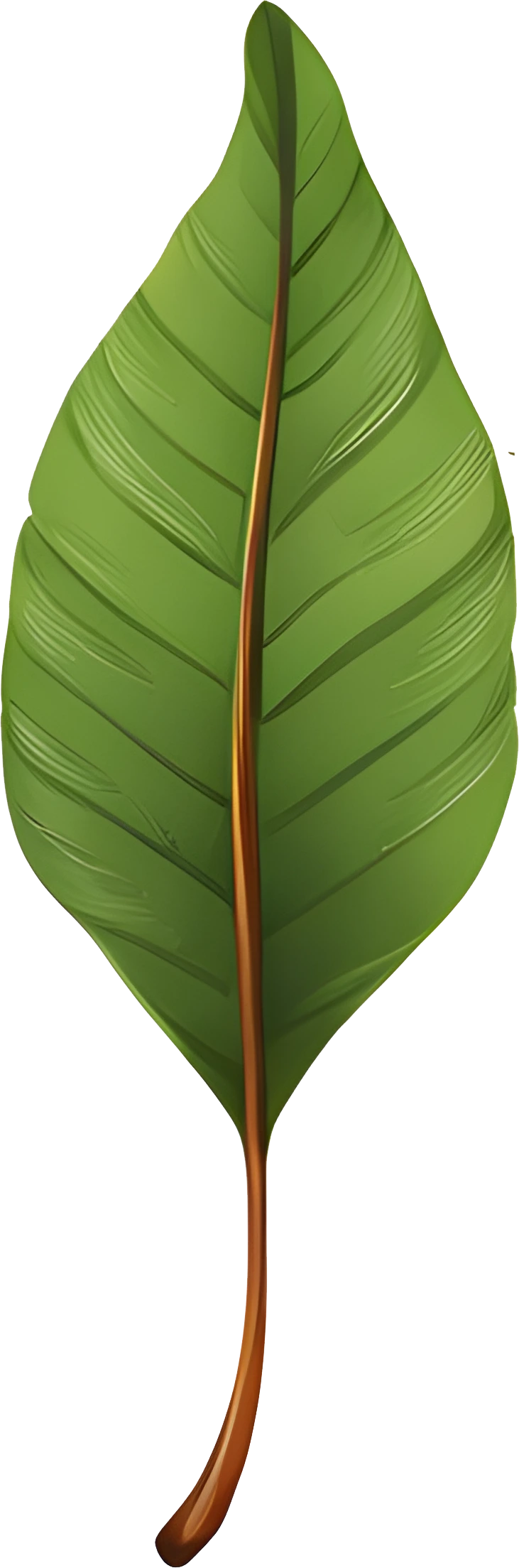 High-Res Leaf PNG Green Foliage Image, Tropical different type exotic leaves set. Jungle plants. Calathea, Monstera and different style of palm leaves_5.webp